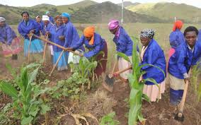 Farm Worker Rights in Southern Africa
