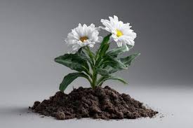 RISE UP LIKE FLOWERS IN OUR SOIL.